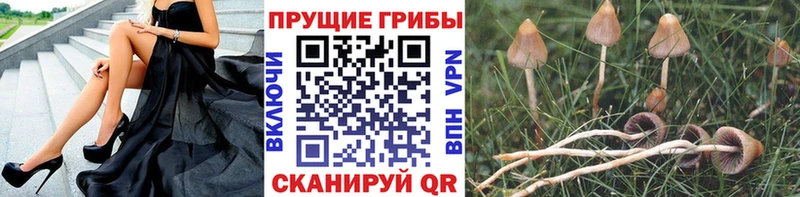 Псилоцибиновые грибы мицелий  Городовиковск 